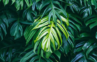 Certificado de compostaje doméstico AS